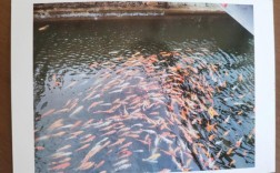 brother打印机连接电脑