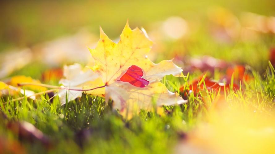 1920x1080高清电脑壁纸哪里找?-图1 1920x1080高清电脑壁纸哪里找?-图1