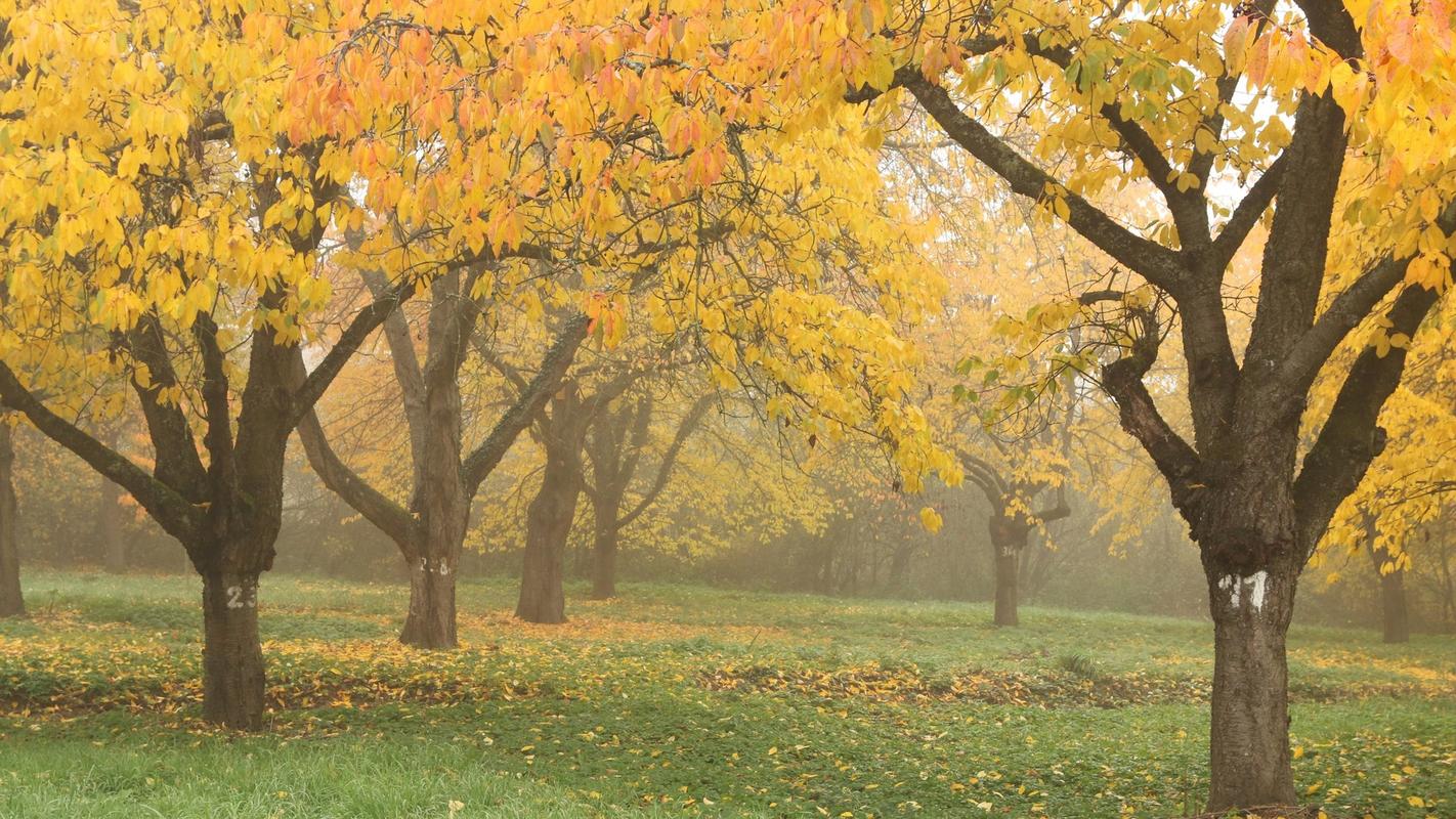 1920x1080超清壁纸哪里找？-图3